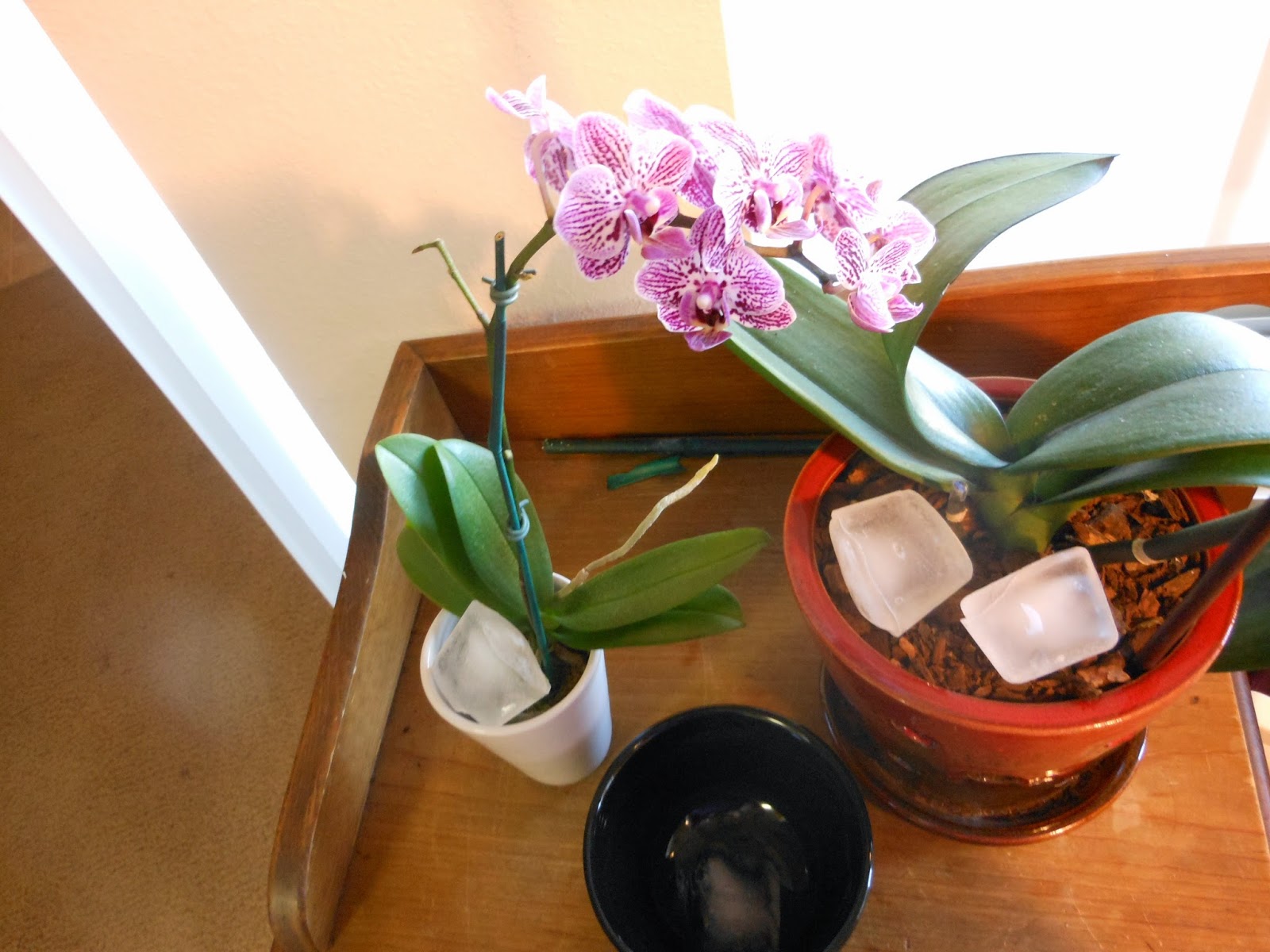 Orchid Obsession : Ice Cube Method of Watering What Happens If An Orchid Gets Too Cold