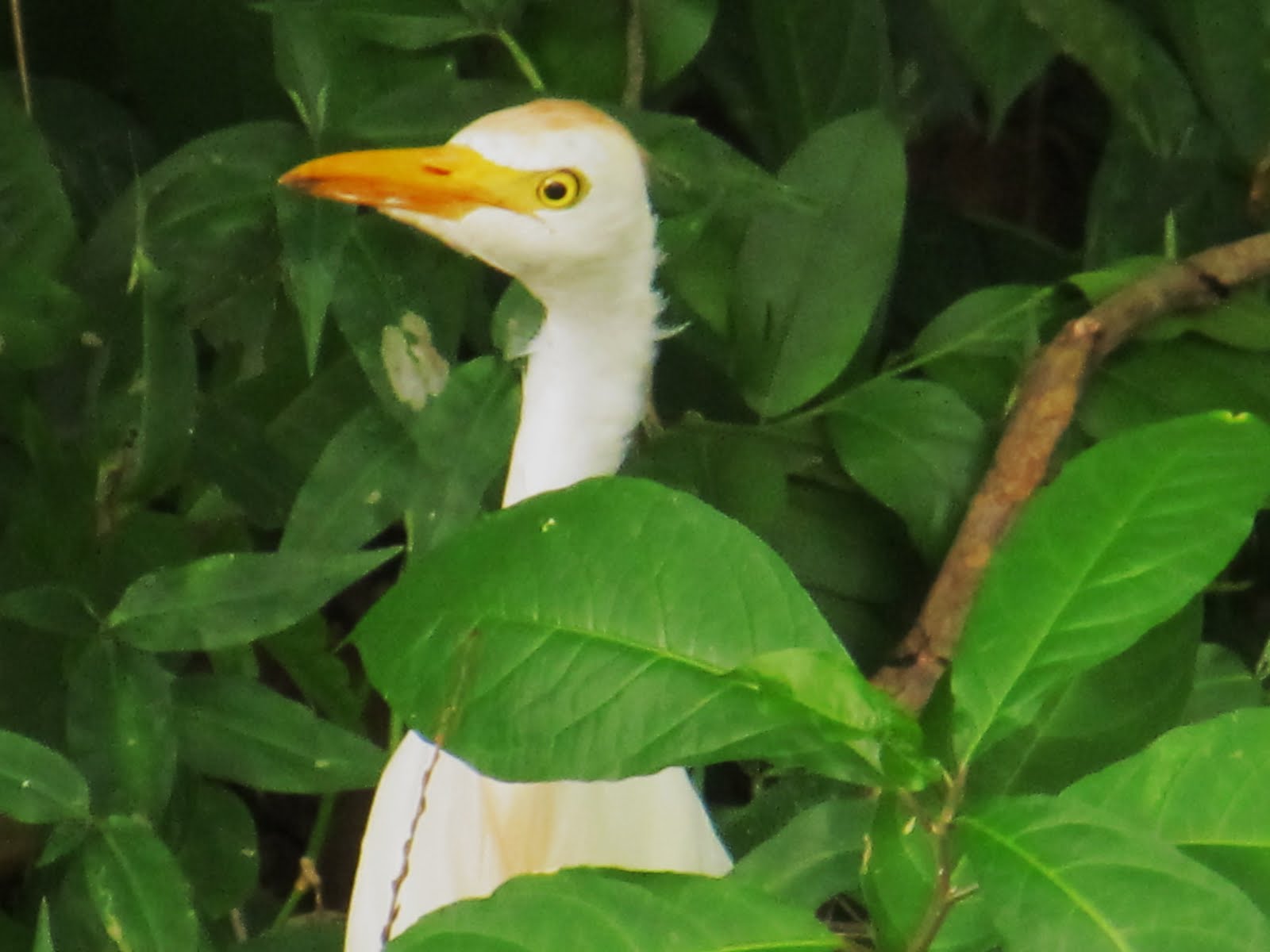 BirdsEyeViews St. Kitts Birds