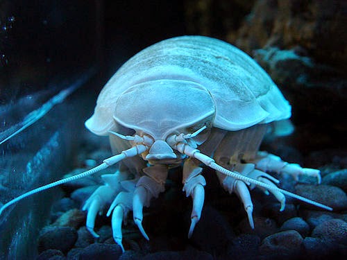 Giant isopod MFS-Strange but TRUE: The GIANT ISOPOD