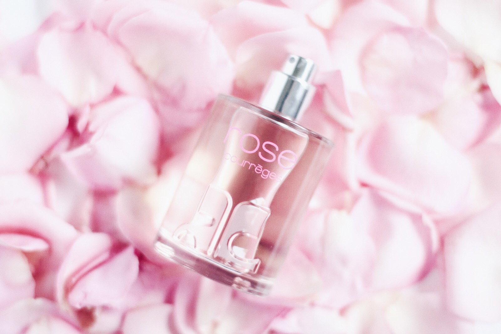 Les 52 Meilleures Images De Fleur Rose Rouge Fleur Rose Rouge