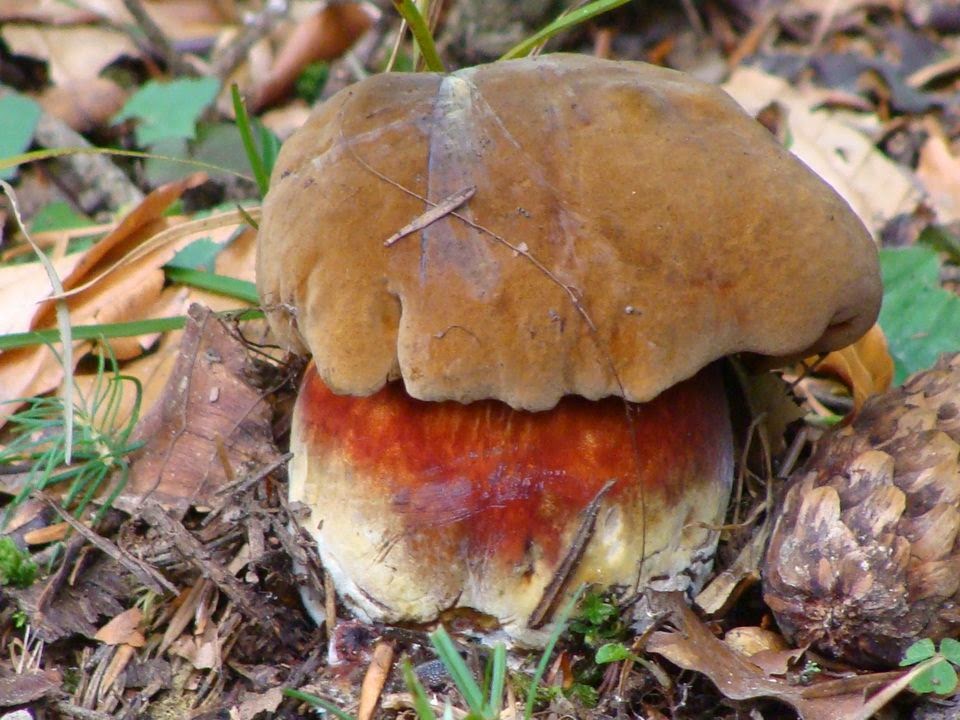 Boletus erythropus DSC24121