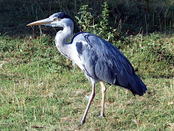 grey kerala heron birds animals tourism info medium rare sized species