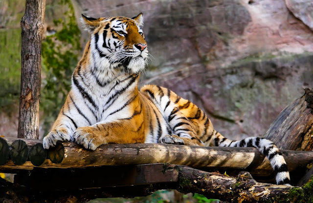 Tiger Big Cat Wild Animal In Jungle Tiger Big Cat Wild Animal In Jungle