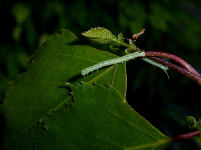 Mimas tiliae caterpillar Mimas tiliae caterpillar