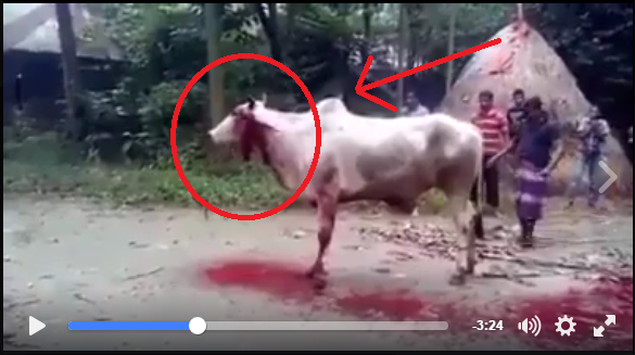 Video: Di Potong Lebih dari Tiga Kali, Sapi Ini Masih Hidup