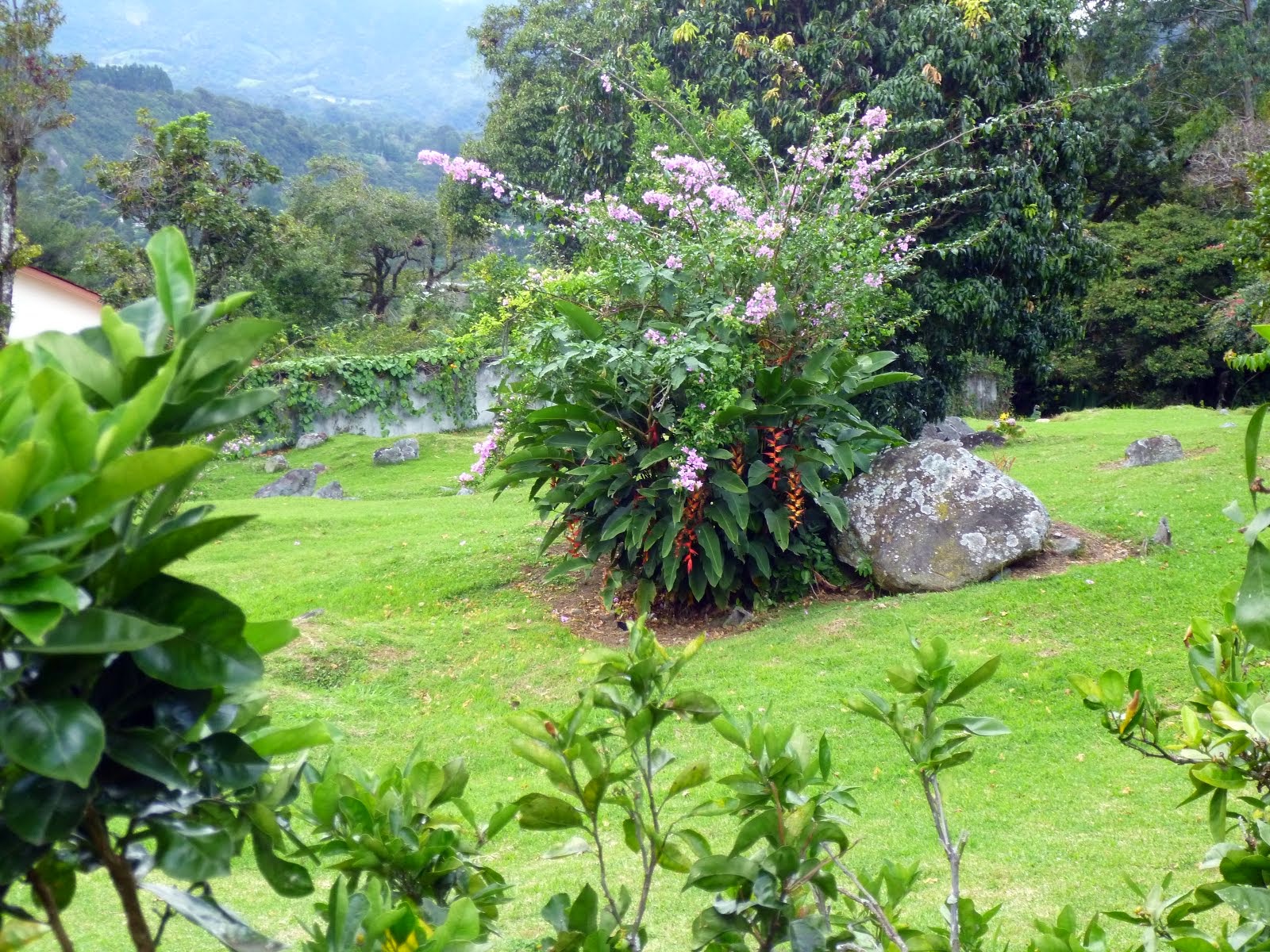 Backyard Flowers Everywhere