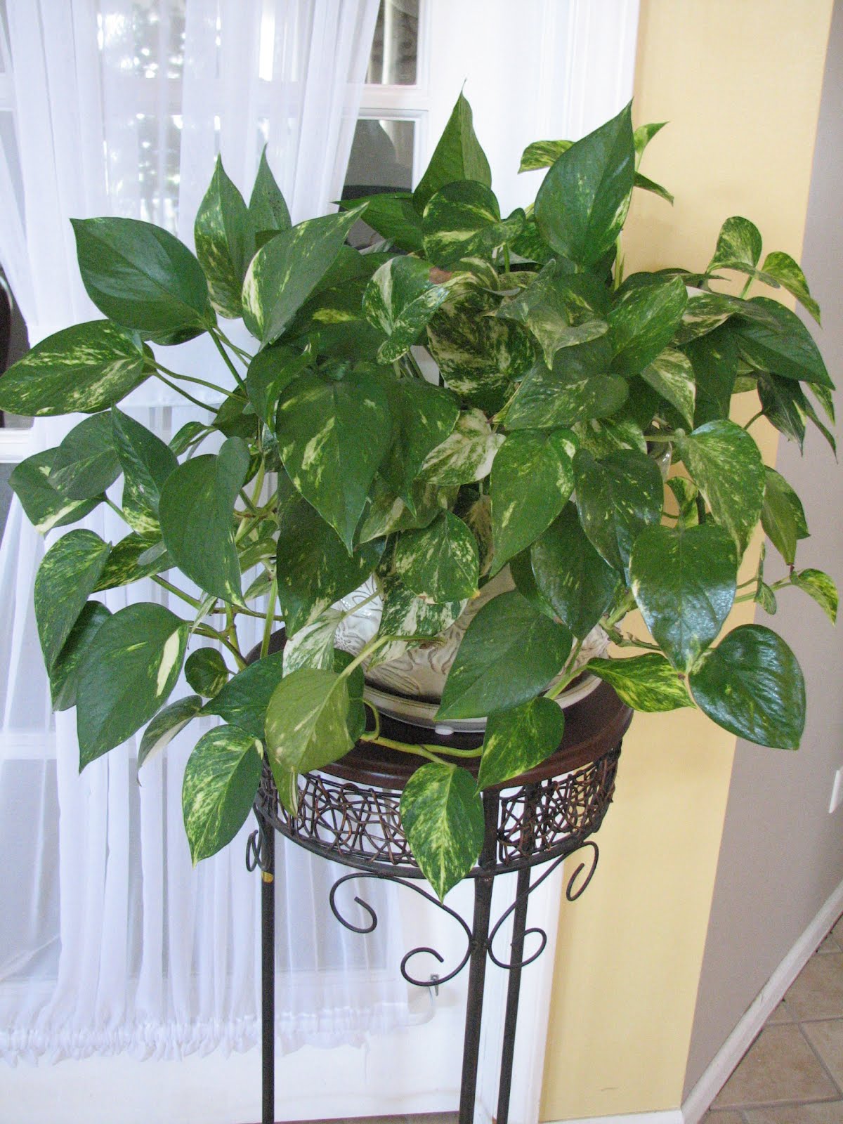 On The Home Front: House Plants