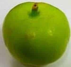 Indian Tinda, Apple Gourd