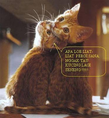 Gambar Kucing Pacaran Sepertiga Lucu Imut Yah Gambar2 Diatas Leat