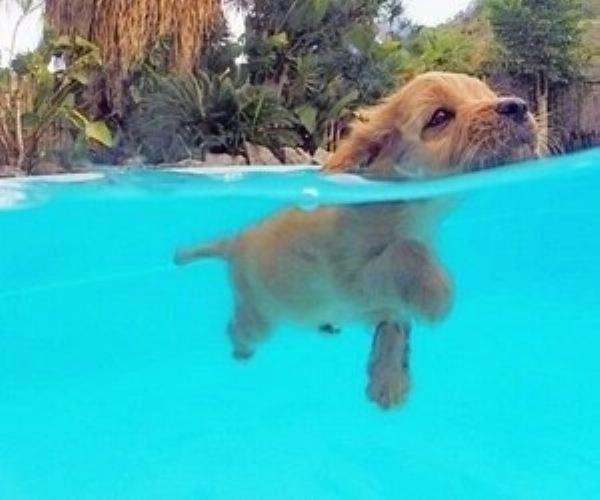 Υποβρύχιες λήψεις - Underwater shots