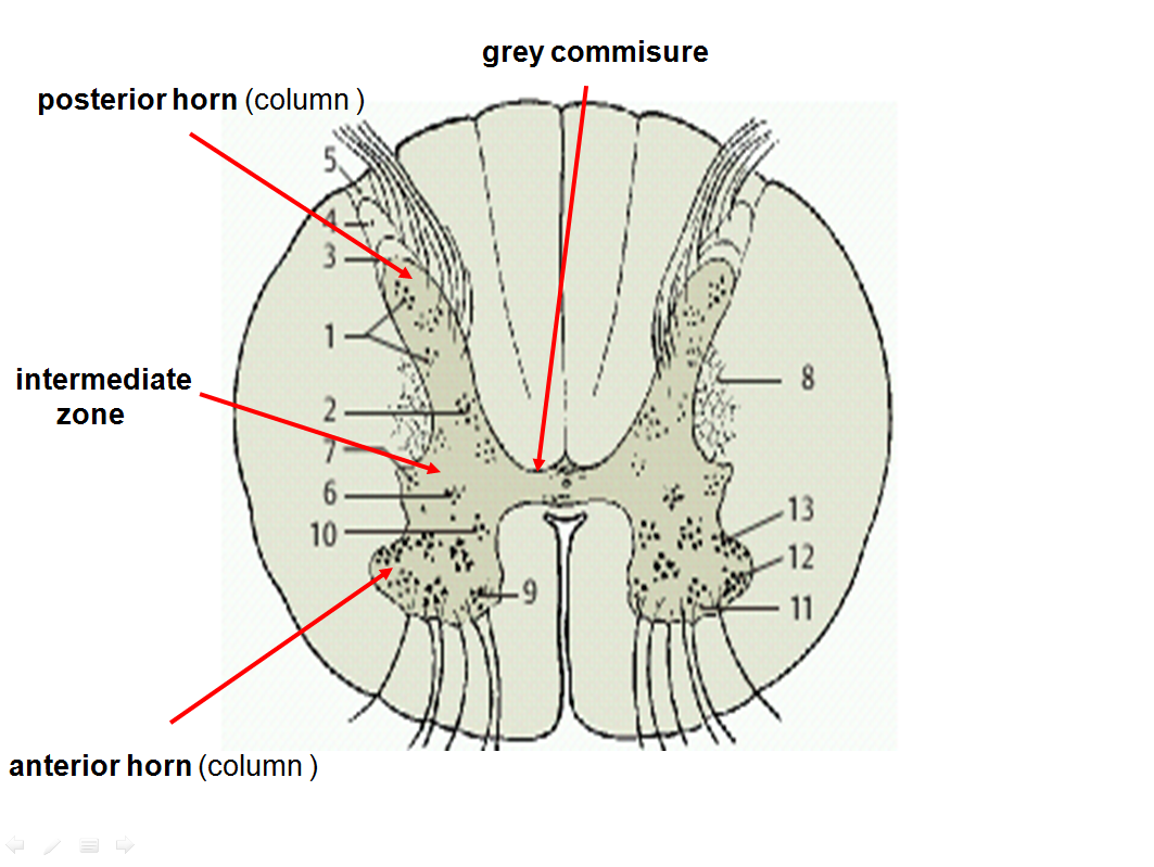 Anatomy of Spinal Cord Geoffrey E. Reed life