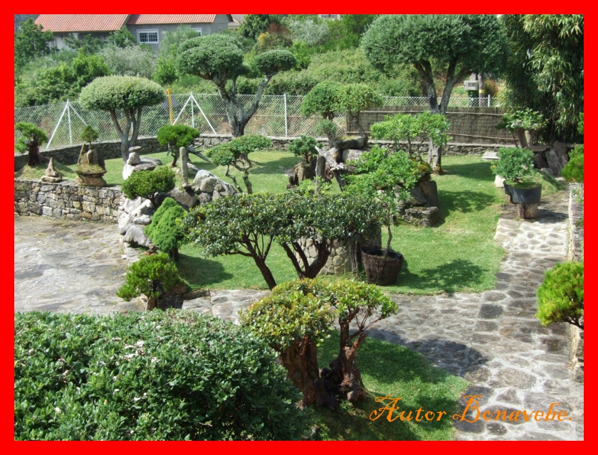 Divagando desde Vigo a mi entender.: Los pequeños árboles en laja y