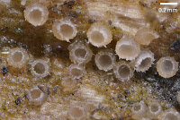 Urceolella crispula