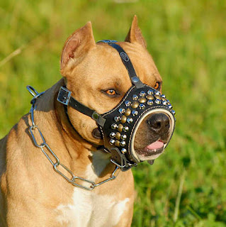 amstaff-pit-bull-leather-muzzle-terrier-pits-muzzle1_LRG