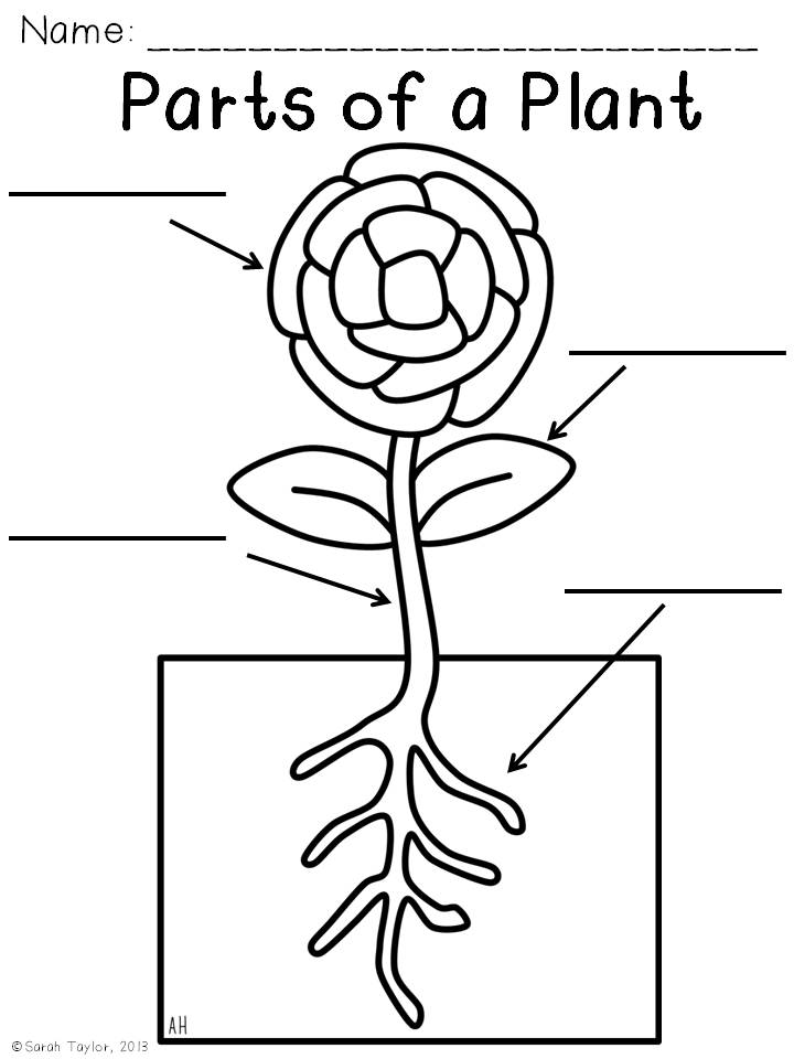 parts of a plant coloring pages - photo #6