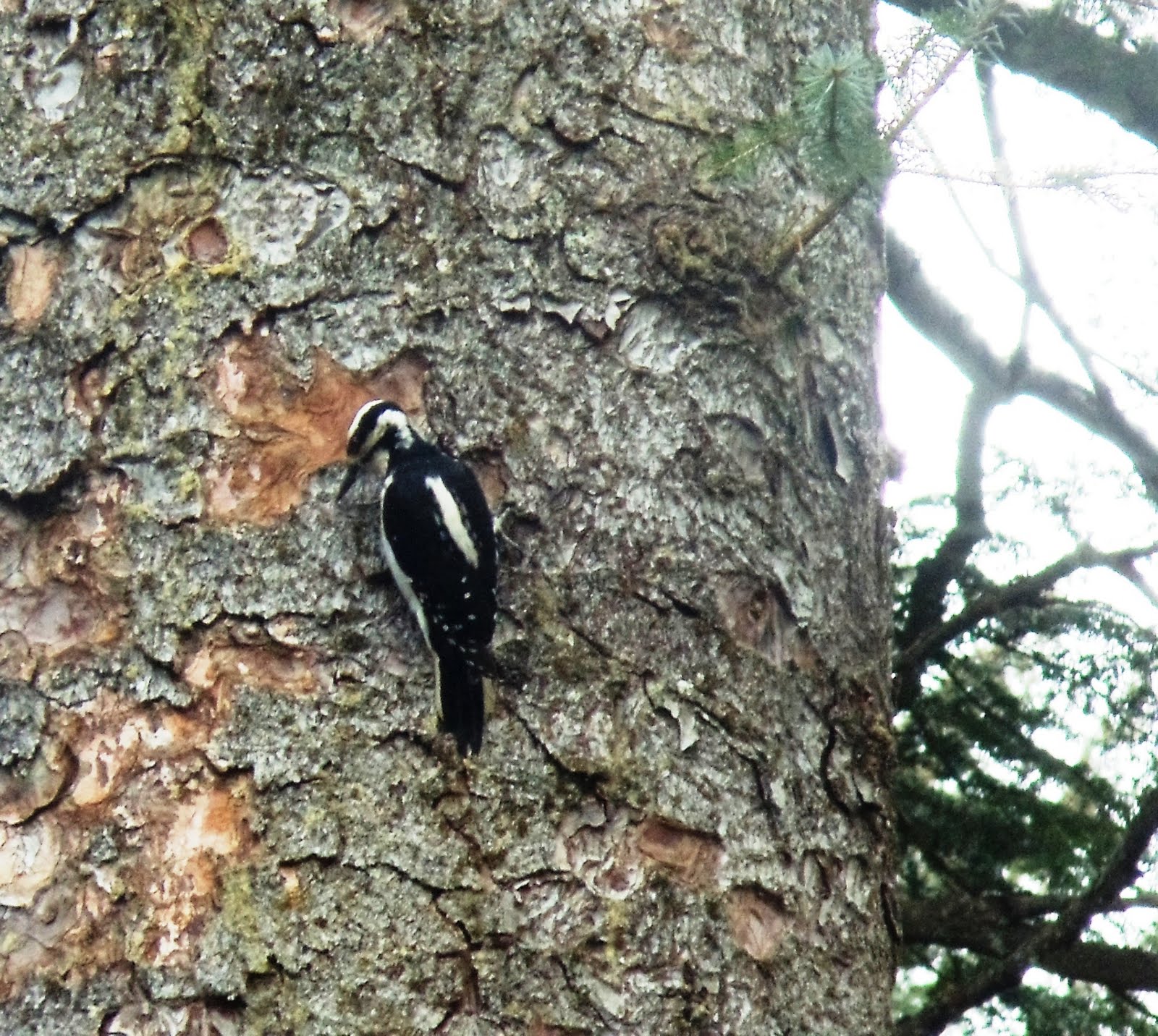 Sandra's Alaska Photography: May 9, 2011: Woodpeckers mean spring is