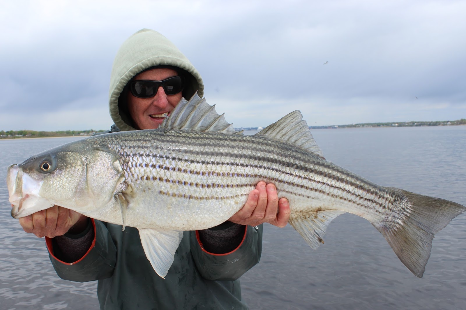 Rhode Island Striped Bass Photo of the Day....Scoring from the Boat