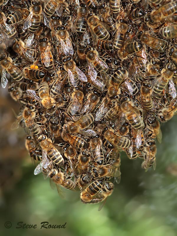honey bee, insect, swarm, nature, wildlife