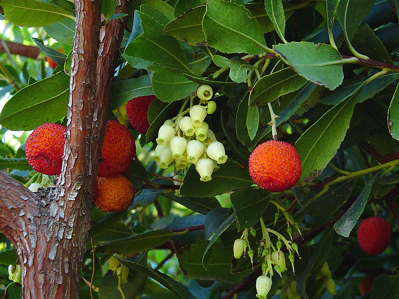 Arbutus Unedo (Arbousier commun) Photostock