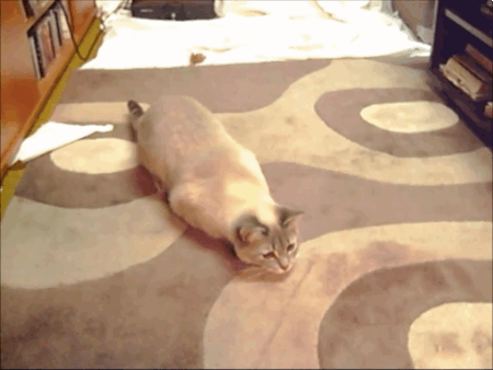 Funny cats - part 92 (40 pics + 10 gifs), cat ready to pounce gif