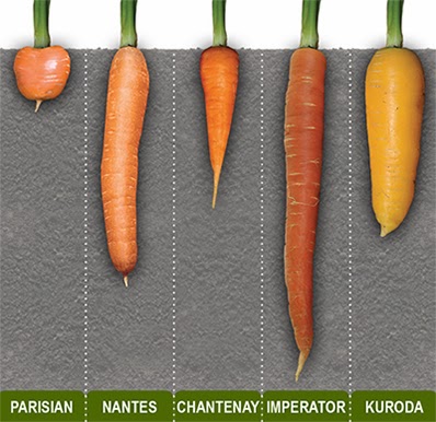 http://www.johnnyseeds.com/c-18-carrots.aspx?source=growingideas_carrots022014