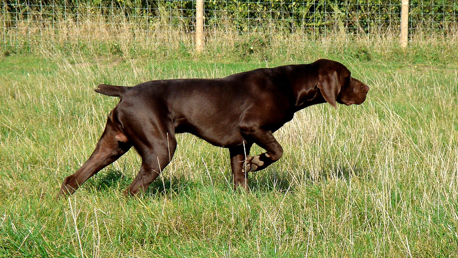 Liver Colored German Shorthaired Pointer German Choices