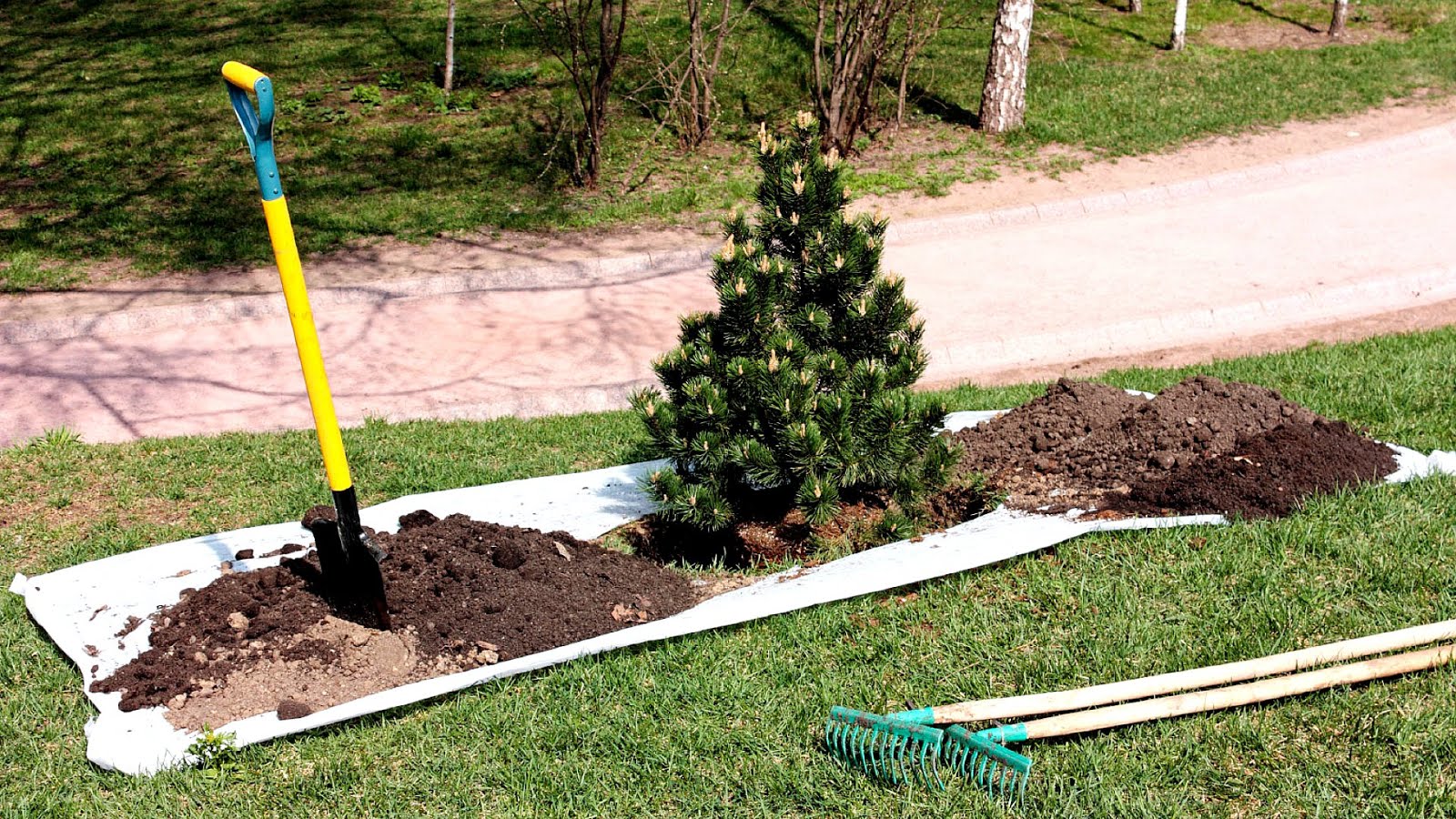 How To Move A Tree Tree Choices