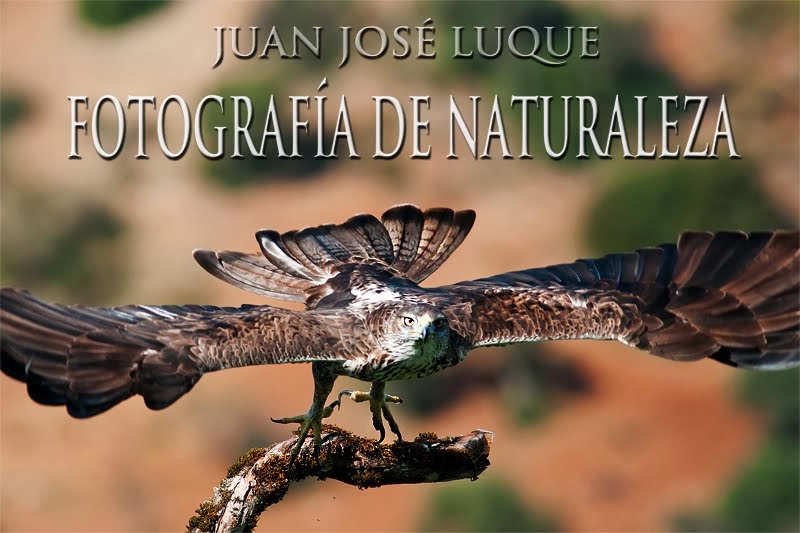 Juan Luque. Fotografía de Naturaleza.