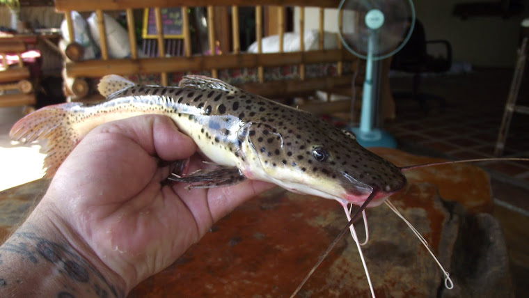 Red tail leopard catfish,from Brazil