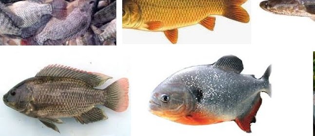 12 Ikan Air Tawar Konsumsi dan Gambarnya yang Potensial di Budidayakan