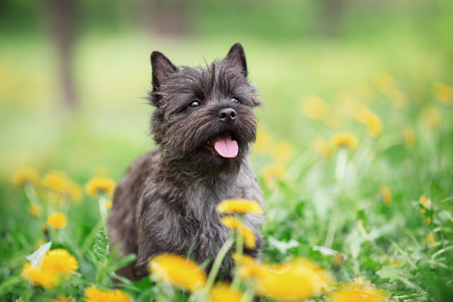 A Cairn Terrier - generally a healthy breed. Emotions affect people's choice of dog breed.