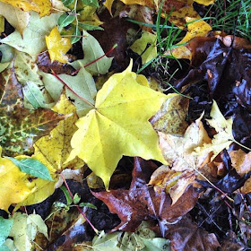 Carpet Of Leaves 