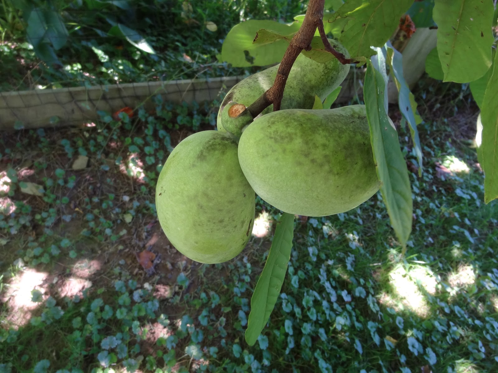 Live and LearnToss and Turn Paw paws