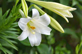 Easter Lily, flower, buds