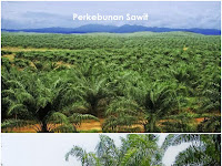 Cara Tepat Pembibitan Sawit dengan Polybag 