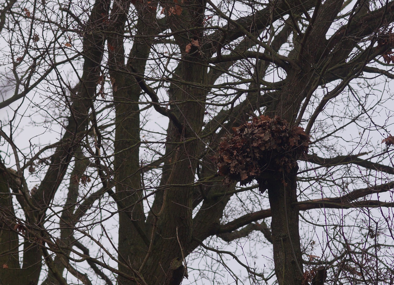 Squirrels in houses about drey) Sophie in the Sticks