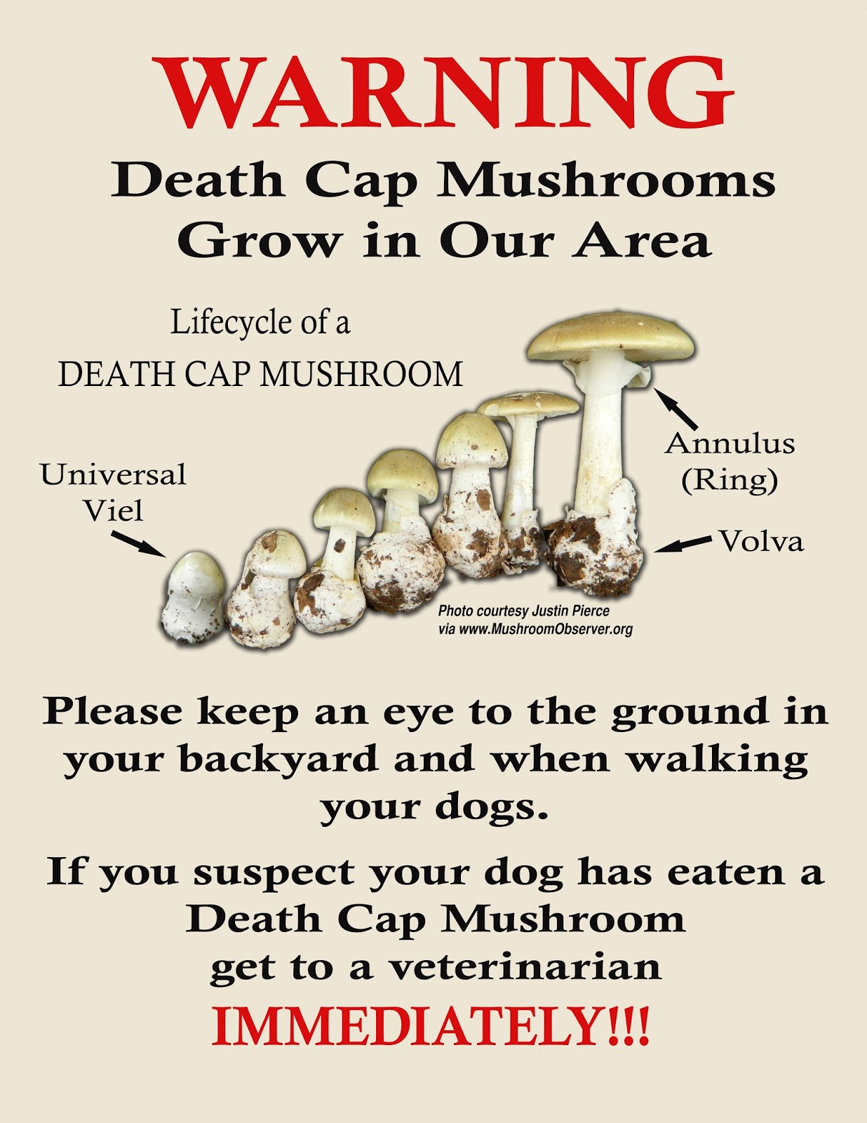 Mushroom Poisoning Symptoms In Dogs TheRescipes.info