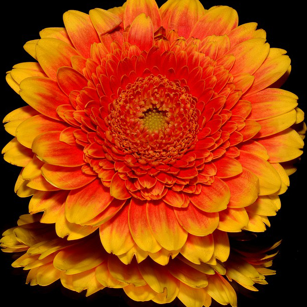 Joel Piktor GDS108 Color Harmony Rules