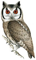Southern white faced Owl
