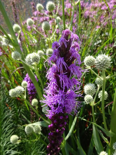 Liatris Spicata - Estrela Ardente Liatris Spicata - Estrela Ardente