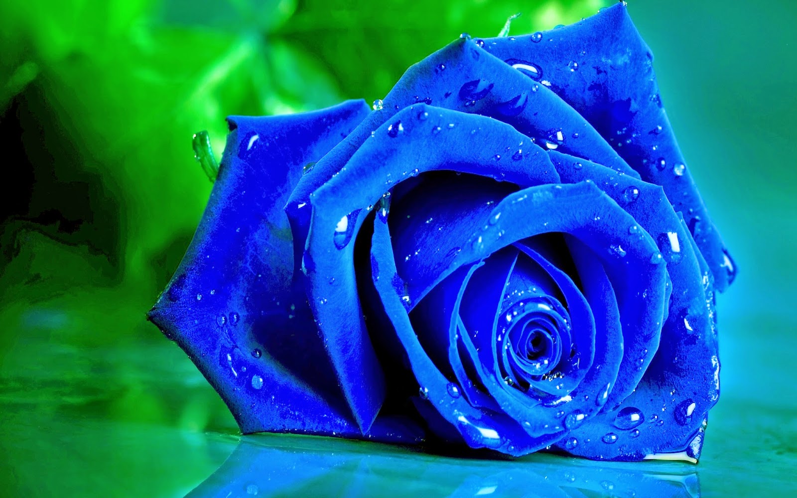 Evergreen and Indigo: The Blue Rose