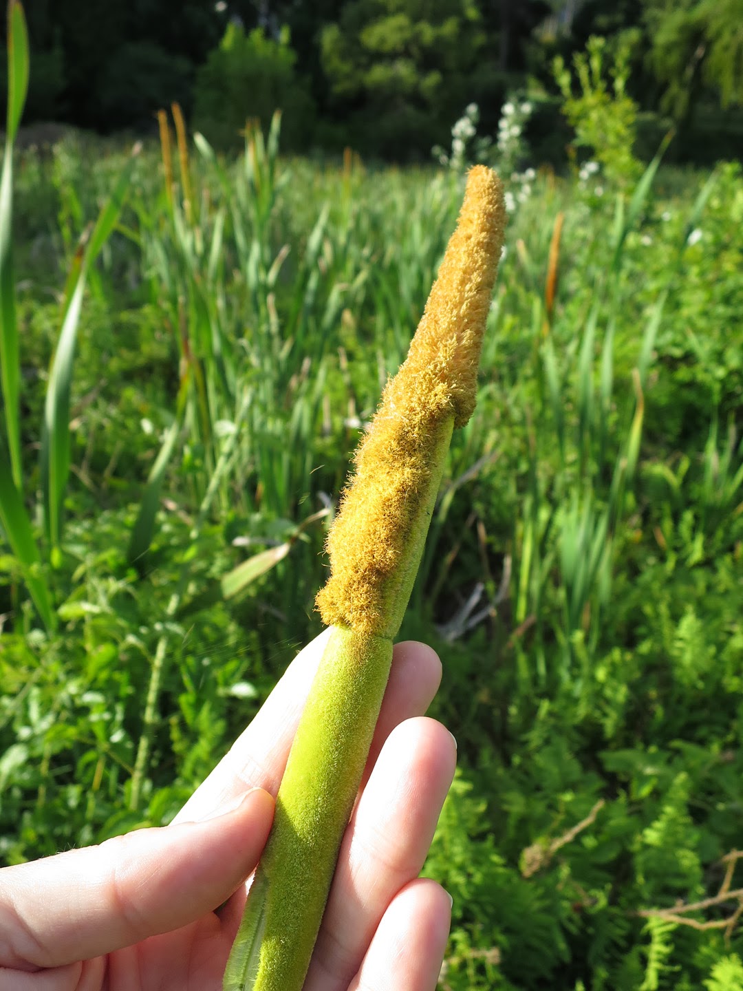 66 Square Feet (Plus) Eating cattails