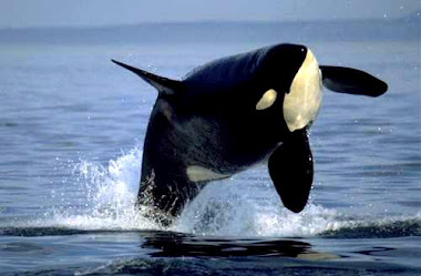 orca pic