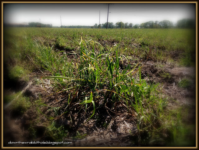 sugar cane fields, sugar cane seedling, New Orleans, Louisiana