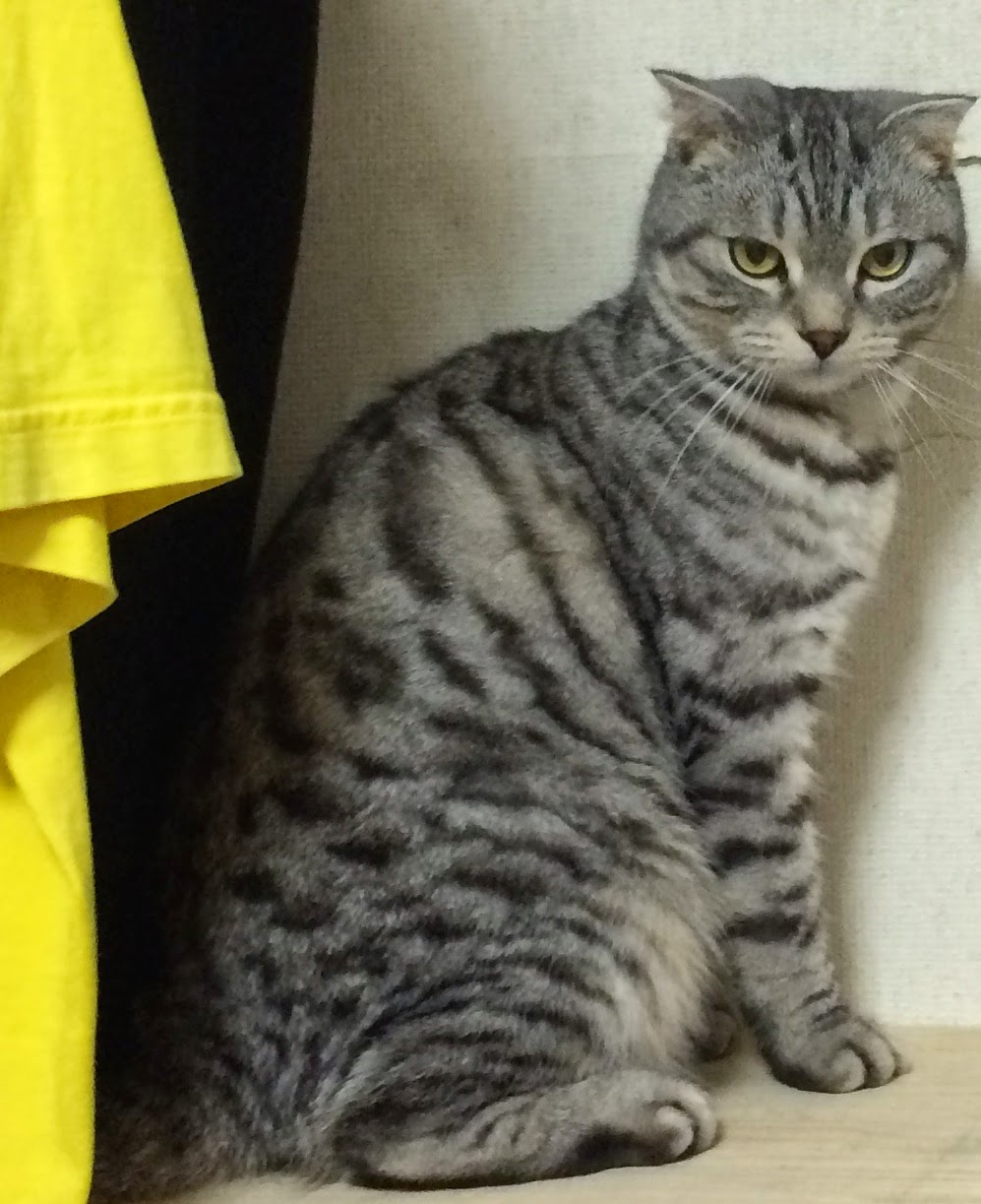 O^)／: コロコロよりすごい！ペットの毛が取れる便利お掃除グッズ