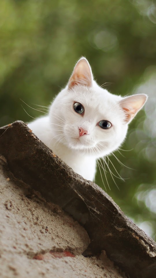 White Cat Look Galaxy Note HD Wallpaper