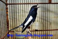 Tips Akurat Memilih Kacer Poci Bakalan Bagus