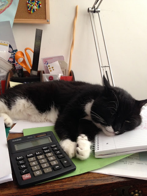 cat on a desk