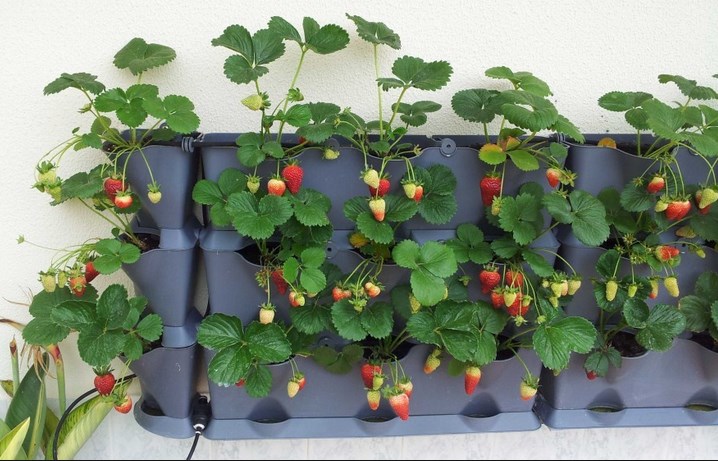 Cara Menanam Strawberry Di Polybag Dan Hidroponik Itulah Alat Dan Bahan Yang Akan Anda Perlukan Untuk Menanam Strawberry Di Polybag Hidroponik