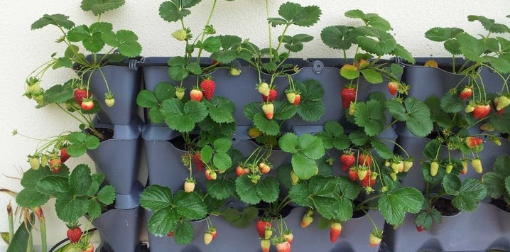 Cara Menanam Strawberry di Polybag dan Hidroponik Cara Menanam Strawberry di Polybag dan Hidroponik